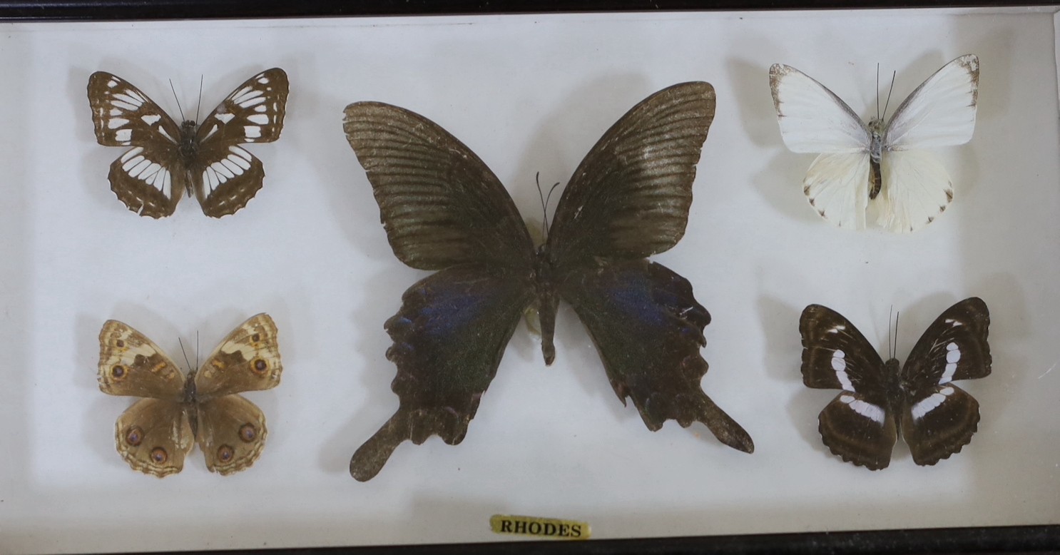 Four cased sets of exotic butterfly taxidermy specimens